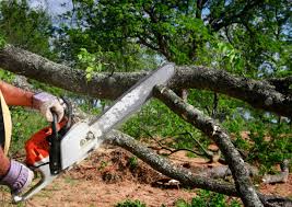 Best Seasonal Cleanup  in Manana, HI