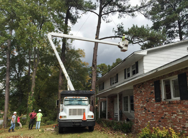 How Our Tree Care Process Works  in  Mahinahina, HI