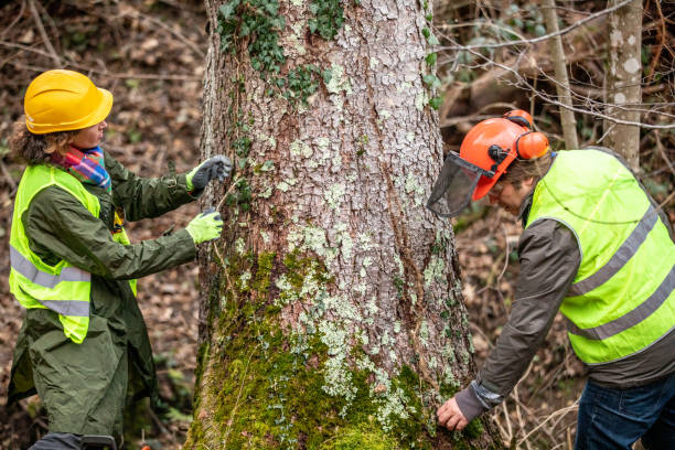 Best Hazardous Tree Removal  in Manana, HI