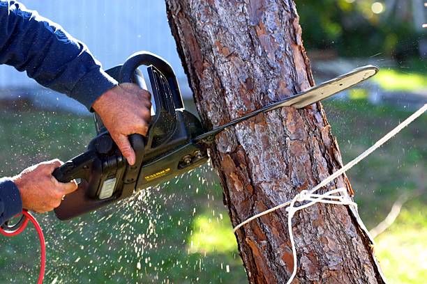 Best Tree and Shrub Care  in Manana, HI