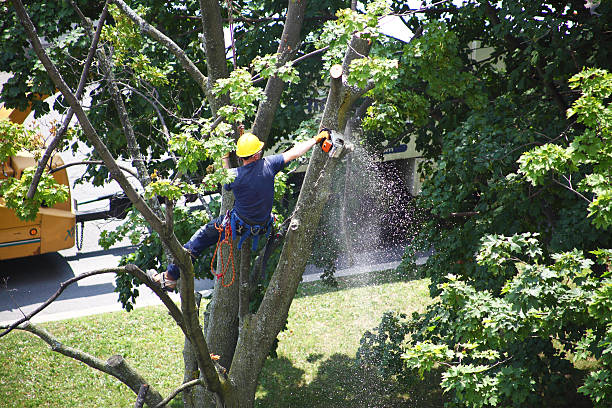 Lawn Renovation and Restoration in Mahinahina, HI