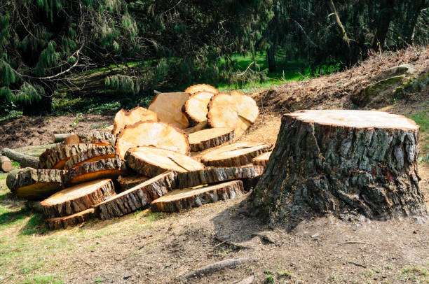 Best Arborist Consultation Services  in Manana, HI